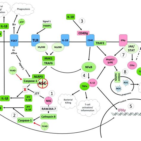 | Effects of nigericin on expression of inflammasome-associated genes ...