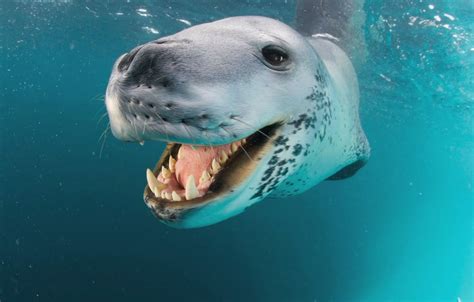 A leopard seal feeding a diver : seals