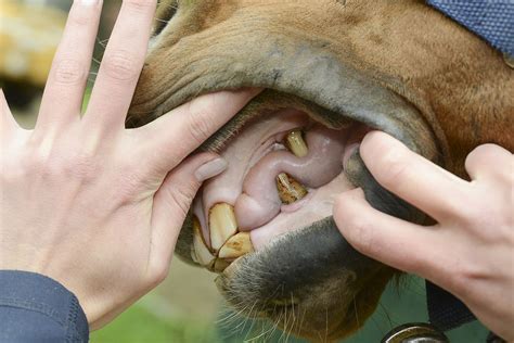 Wolf Teeth In Horses