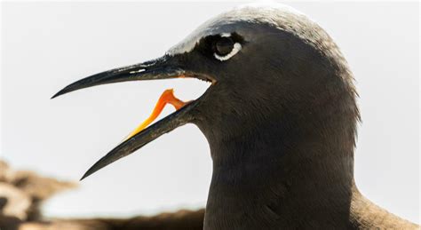 Seabird Beak Stock Photos, Images and Backgrounds for Free Download