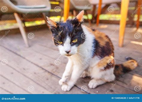 Gato De Gato Atigrado Hermoso Nacional De Pelo Corto Arrogante Que Se