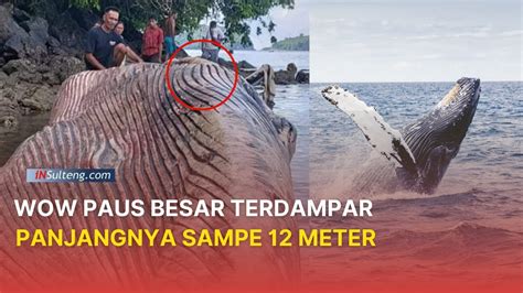 MERINDING Ikan Paus 12 Meter Terdampar Di Desa Posos Lalonggo