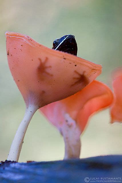 Brilliant Thighed Nurse Frog Allobates Femoralis Flickr Photo