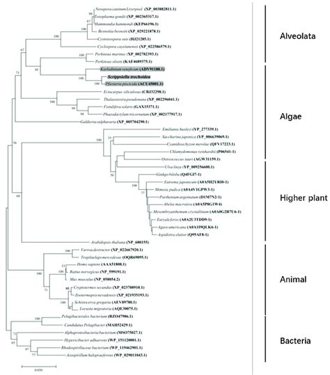 Phylogenetic Tree Inferred From Stβ F 1 Atpase Amino Acid Sequences