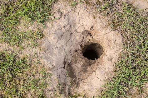 Premium Photo | Gopher burrow in nature closeup