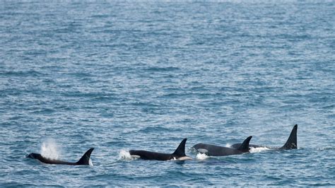 Orce Quest Cruise in Kenai Fjords | Major Marine Tours