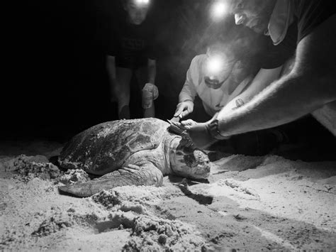 Loggerhead Turtle Nesting Ecology and Dynamics in the Gulf of Mexico