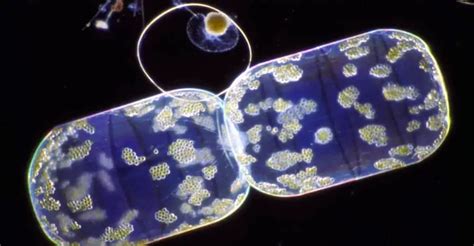 Diatom Art as a Passion - I Love IT