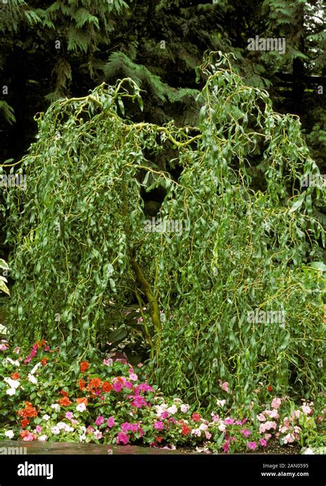 Salix Matsudana Tortuosa Corkscrew Willow Stock Photo Alamy