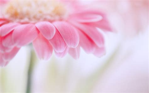 Bright Pink Flowers wallpaper | 1680x1050 | #73979