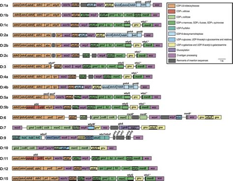 Yersinia Pseudotuberculosis O Antigen Gene Clusters Gene Clusters Are Download Scientific