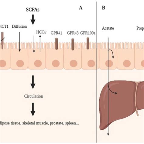 Absorption And Transportation Of SCFAs A SCFAs Are Utilized In The