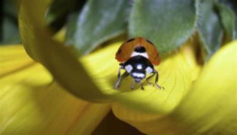 What Bugs Have Little Bright Yellow Eggs? | Animals - mom.me