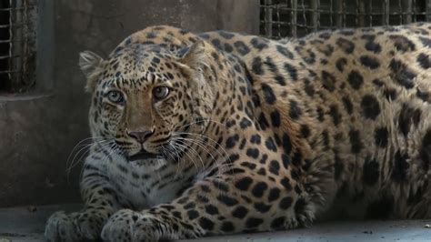 El leopardo más gordo del mundo está en China y es una estrella ELMUNDOTV