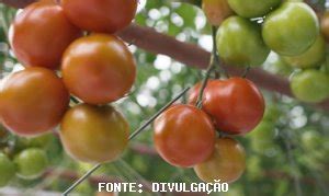 Tomate Cepea Pre O Sobe No Atacado Matura O Mais Lenta Na Ro A