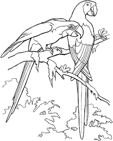 Macaw Coloring Page At Free Printable Colorings