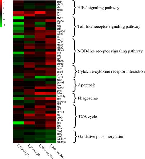 Heatmap Analysis Of Degs Related To The Hif Signaling Pathway In The