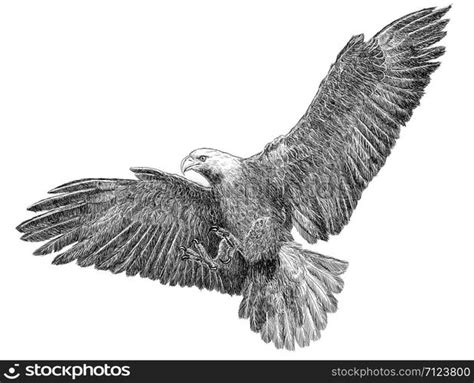 Bald eagle swoop attack hand draw sketch black line on white background ...