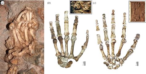 Evidence In Hand Recent Discoveries And The Early Evolution Of Human