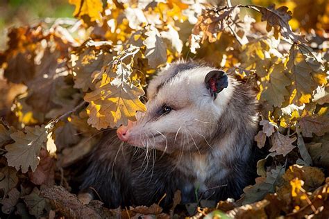 Didelphis Virginiana Background Images HD Pictures And Wallpaper For