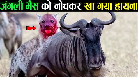 जगल भस क नचकर ख गय हयन Moments When Hyenas Brutal