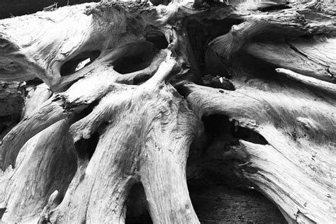 Rustic Roots Photograph By Chandru Murugan Fine Art America