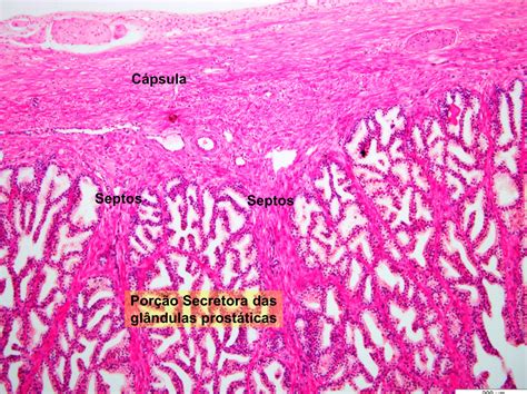 Histología De La Uretra Prostática