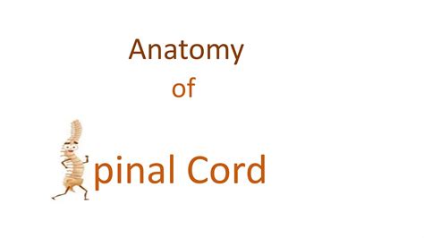 The Anatomy of Spinal Cord | PPT