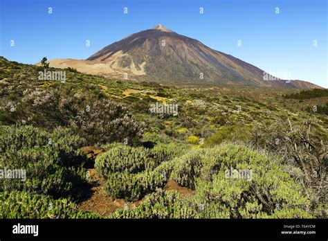 Vulcano Pico Del Teide Teide Nationalpark Parque Nacional De Las