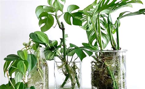 Plant Propagation: The Ultimate Brief Guide - Garden and Plant Care