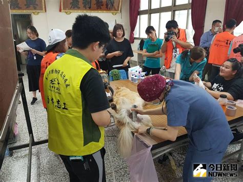 台中首創駐點犬貓絕育活動 百餘頭犬貓完成絕育 地方 Nownews今日新聞