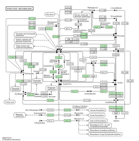 Kegg Pathway Pyruvate Metabolism Alteromonas Macleodii Atcc 27126