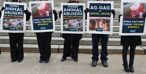 Fighting For The Voiceless -The Best Animal Rights Groups