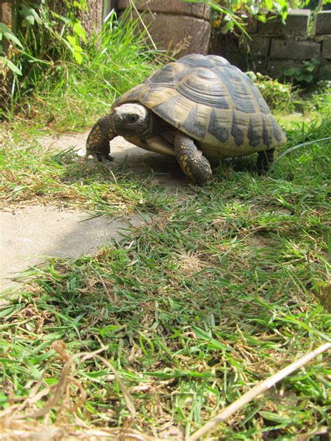 Haltung Der Griechischen Landschildkrote Was Man 1