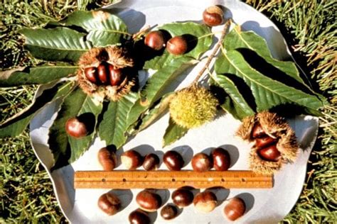 Chestnut Planting Tips