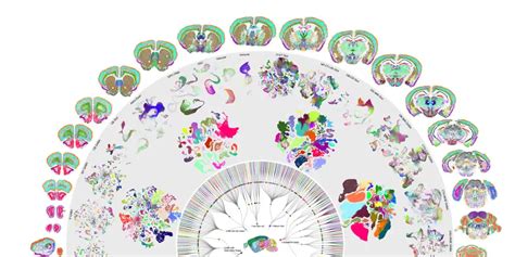 El Primer Mapa Completo Del Cerebro De Un Mam Fero Explica Qu Nos Hace