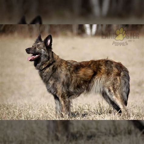 Dutch Shepherd Puppies for Sale | Lancaster Puppies