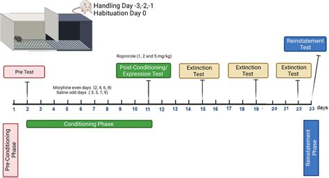 Frontiers Influence Of Selective Dopamine Agonist Ropinirole On