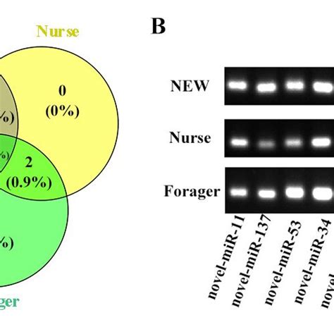 Identification Of MiRNAs A Venn Diagram Of All MiRNAs In Three