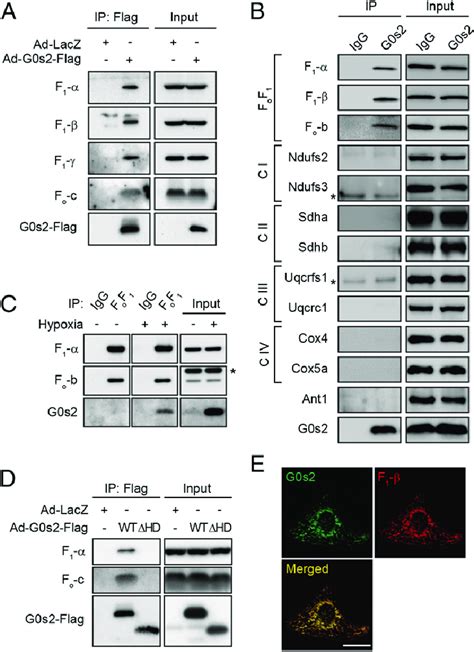 G0s2 Interacts With The F O F 1 Atp Synthase In Mitochondria A