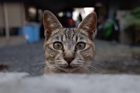 Flickriver Random Photos From Stray Cats Japan Pool