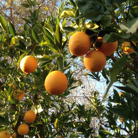 Harvesting Oranges In Phoenix