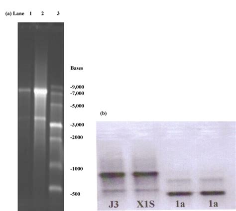 A Denaturing Agarose Gel Electrophoresis Of The Rna Transcription Download Scientific