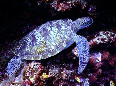 Underwater Photography of Brown Sea Turtle · Free Stock Photo