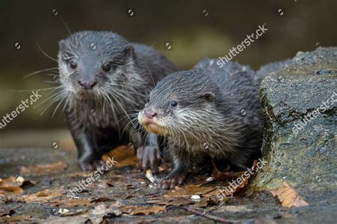 Two Young Oriental Smallclawed Otters Explore Editorial Stock Photo ...