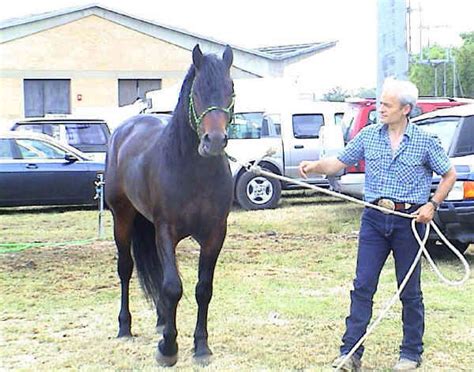 Focus Razze Equine Il Cavallo Del Catria Il Portale Del Cavallo