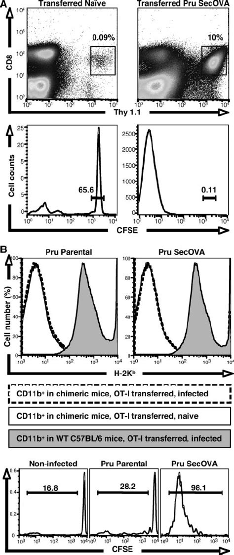 Expansion And Activation Of Cd8 ϩ T Cells In Mice Infected Download Scientific Diagram