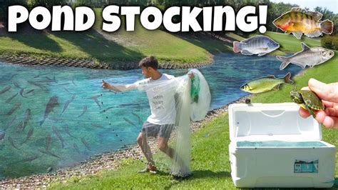 Stocking My Pond With Hundreds Of New Fish Youtube