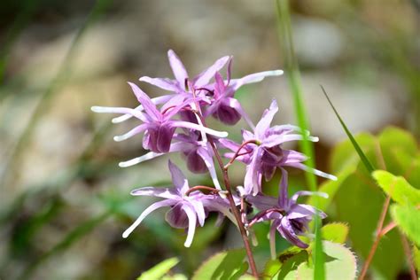 Horny Goat Weed Does It Work To Treat ED