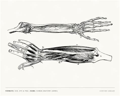 Set of Human Arm Anatomy Clipart Illustrations in PNG, SVG, and EPS ...